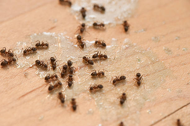Best Cockroach Control Services  in Wellsville, KS